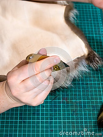 Master holds fur knife tu cut an edge of pelt Stock Photo