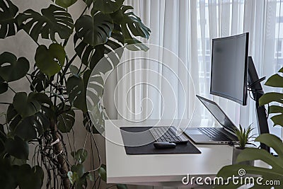 Workspace at home with a laptop. Minimalism interior with houseplants Stock Photo