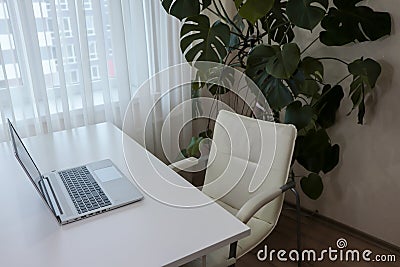 Workspace at home with a laptop. Minimalism interior with houseplants Stock Photo