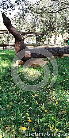 Wood carving peacock lalbagh botanical gardens Editorial Stock Photo