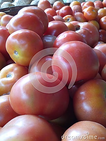World best Tomatoes Stock Photo