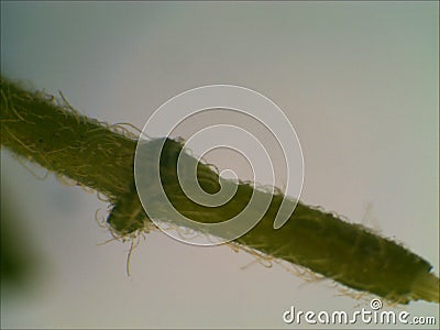 The world of botany seen through a stereoscopic microscope Stock Photo