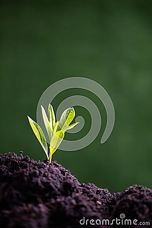 World Environment Day. Planting the seedlings into the soil. Idea of protecting the environment and reducing global warming. Stock Photo