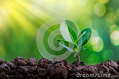 World Environment Day Planting seedlings young plant in the morning light on nature background Stock Photo