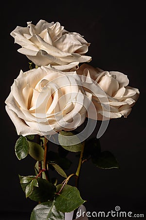 A world of fabulous flowers. Three cream roses on dark background Stock Photo