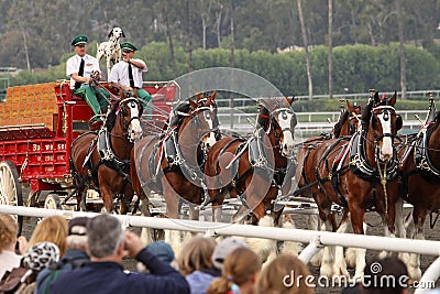 The World-Famous Budweiser Clydesdale Horses Editorial Stock Photo