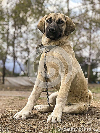 World famous Sivas Kangal dog, 5 months old, female puppy Stock Photo