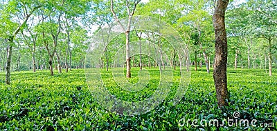 World famouse tea garden of Assam in India Editorial Stock Photo