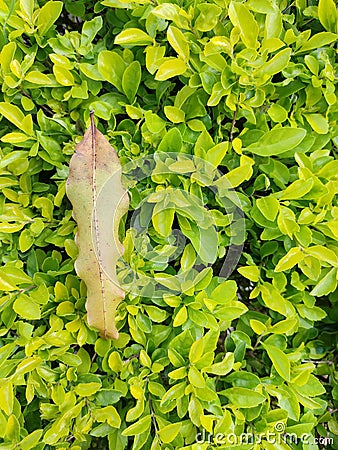 The world is green. Just look around Stock Photo