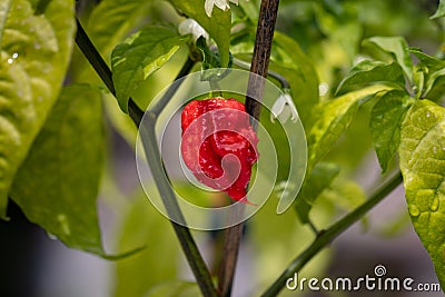 World hottest chili, Carolina Reaper, super hot, green background Stock Photo