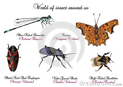 World of insect around us Cartoon Illustration