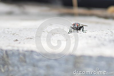 From the world of insects, the gadfly with red eyes Stock Photo