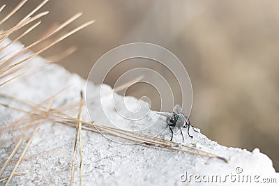 From the world of insects, the gadfly with red eyes Stock Photo