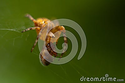 The world of insects, spider, predator, insects, Spider`s web Stock Photo