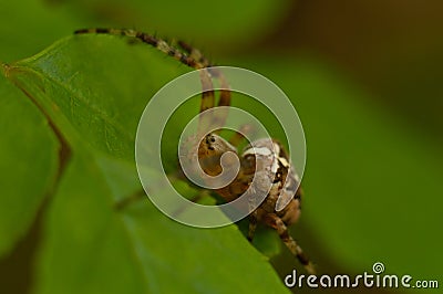 The world of insects, spider, predator, insects, Spider`s web Stock Photo