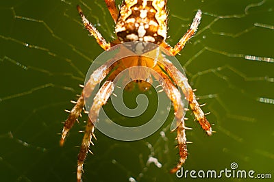 The world of insects, spider, predator, insects, Spider`s web Stock Photo