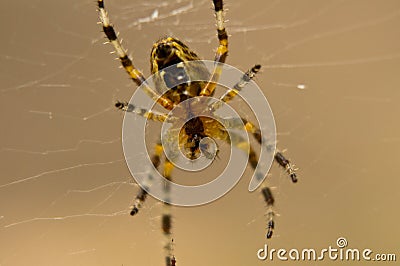 The world of insects, spider, predator, insects, Spider`s web Stock Photo