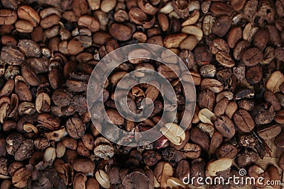 World most expensive coffee Kopi luwak in Indonesia.arabica coffee cutivation Stock Photo