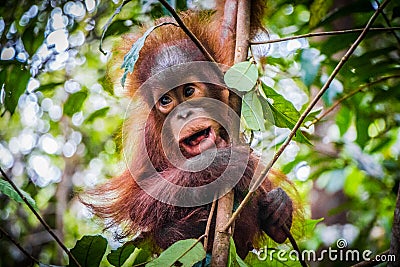 World`s cutest baby orangutan hangs with mouth open Stock Photo
