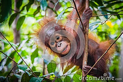 World`s cutest baby orangutan hangs in a tree in Borneo Stock Photo