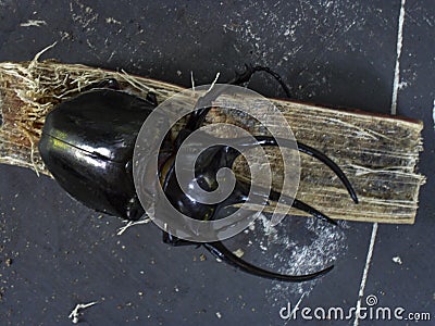 Worlds largest beetle, Atlas beetle, black closeup, Chalcosoma atlas Stock Photo