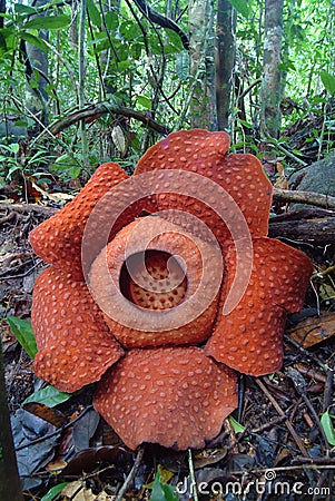 World's largest flower, Rafflesia tuanmudae, Gunung Gading National Park, Sarawak, Malaysia Stock Photo