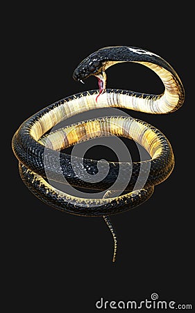 The World`s Longest Venomous Snake Stock Photo