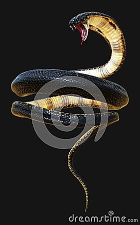 The World`s Longest Venomous Snake Stock Photo