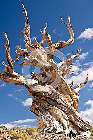 World's Oldest tree: the Bristlecone Pine Stock Photo