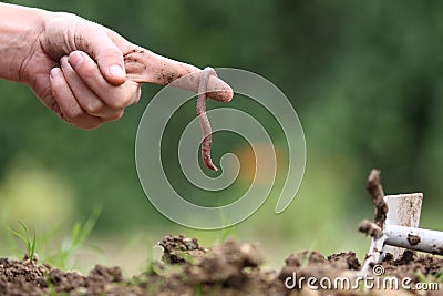 Worm Stock Photo