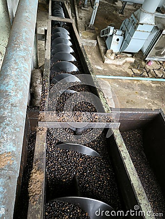 Worm conveyor used for distributing dryed palm kernel Stock Photo