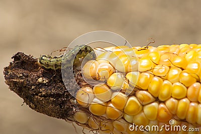 Worm in corn Stock Photo