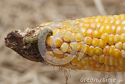 Worm in corn Stock Photo