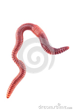 Worm Stock Photo