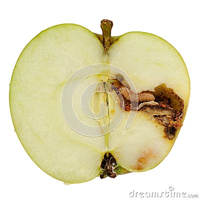 Worm Eating Apple on White Background Stock Photo