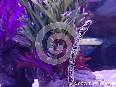 Worm fish under water Stock Photo