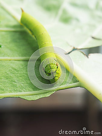 worm green on green leafe background eatting colocasia leafe Stock Photo