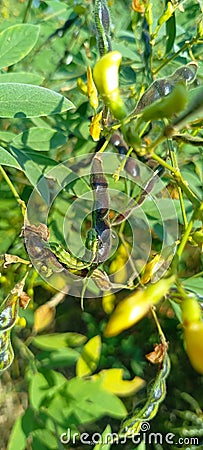 Worm ( Illi) on plant Stock Photo