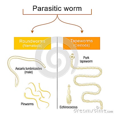 Worm infection. Helminthiasis. Common types of parasitic worms or helminths Vector Illustration