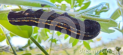 Worm on leaf Stock Photo