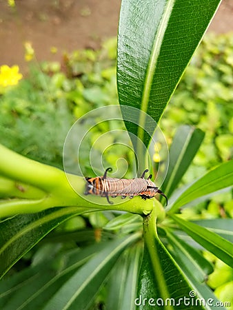 Worm Stock Photo