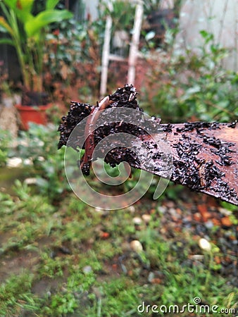 worm in a pile of soil on a trowel Stock Photo