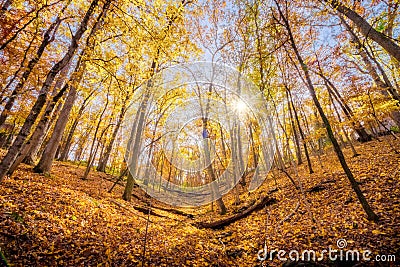 Worm's eye view of a sunburst through autumn trees on the slope of a mountain Stock Photo