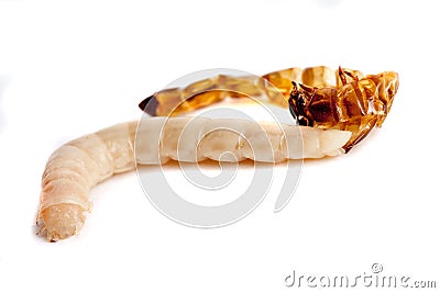 Worm shedding its skin Stock Photo