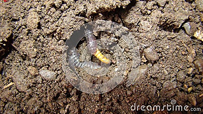 Worm snake is eating mealworm , meal worm close up of snake, it looks like worm blind snake is a non venomous closeup superworm, s Stock Photo