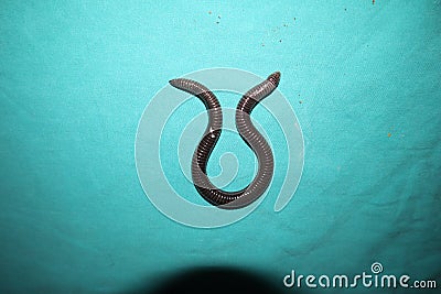Worm snake isolated on a green background close up of snake it looks like worm blind snake is a non venomous closeup superworm, s Stock Photo