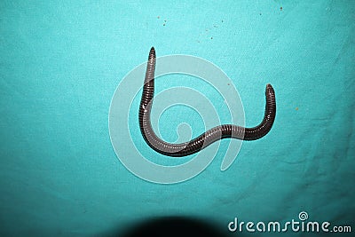 Worm snake isolated on a green background close up of snake it looks like worm blind snake is a non venomous closeup superworm, s Stock Photo