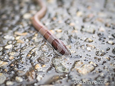 Worm Stock Photo