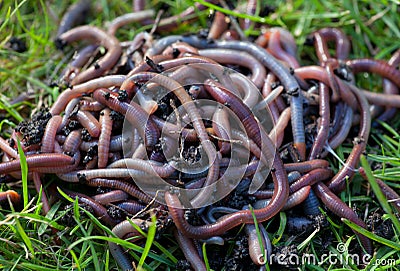 Worms Stock Photo