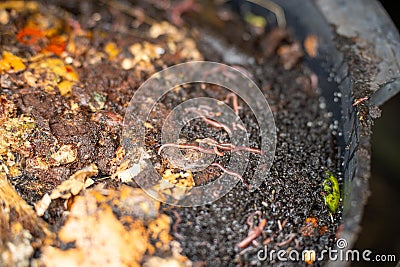 worms in compost pile. making a thermophilic compost with soil biology for fertilizer on a farm in a mesh ring in soil Stock Photo